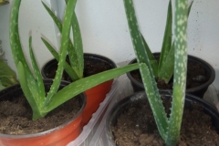 Aloe pravá (Aloe vera)